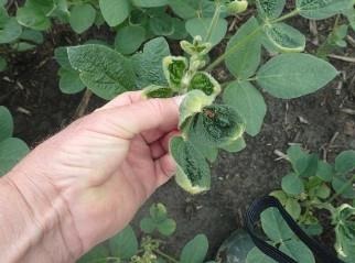 It’s Beginning To Look A Lot Like – Off-Target Dicamba Movement – Our Favorite Time Of The Year!